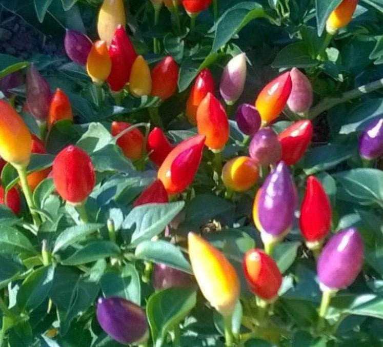 Bolivian Rainbow Chili-Samen 10 Stk.