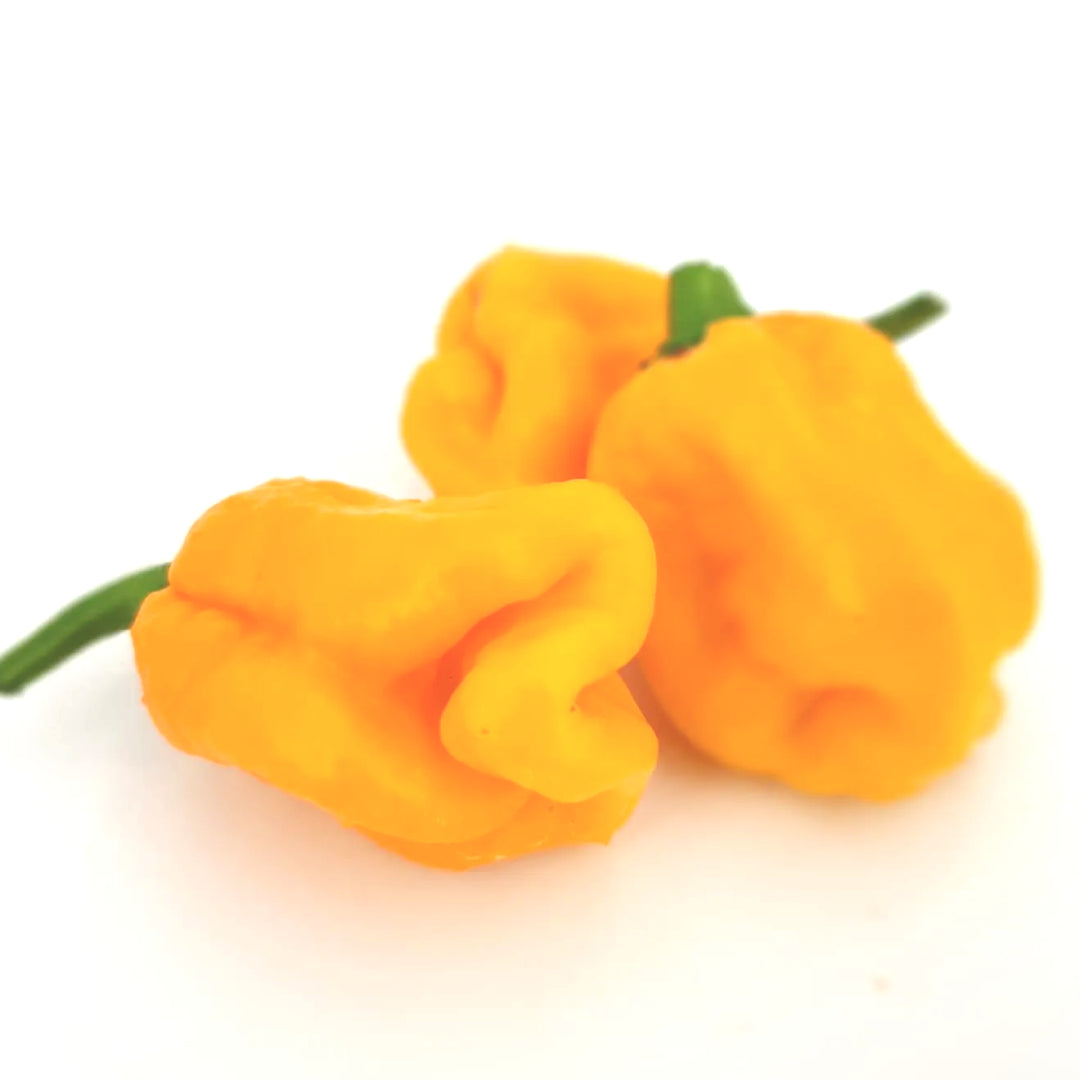 Carolina Reaper Gelb Chili-Samen 10 Stk.