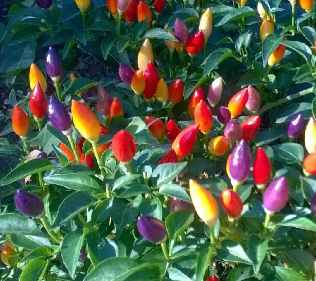 Nu Mex Twilight Chili-Samen 10 Stk.