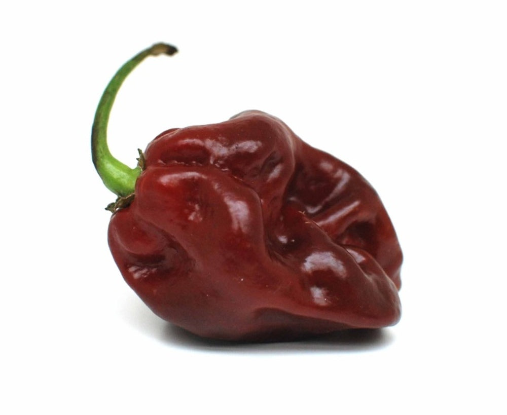 Scotch Bonnet Chocolate Chili-Samen 10 Stk.