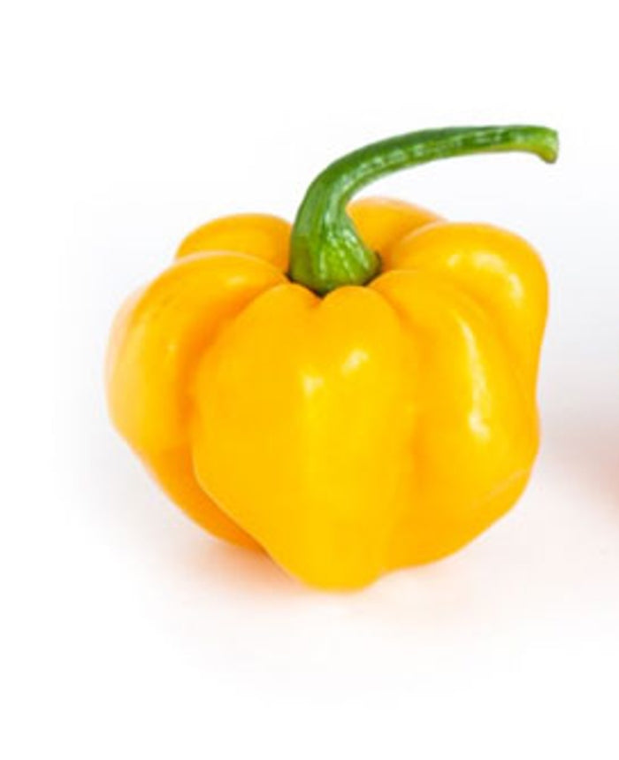 Jamaican Scotch Bonnet Chili-Samen 10 Stk.