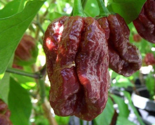 7 Pot Douglah Chili-Samen 10 Stk.