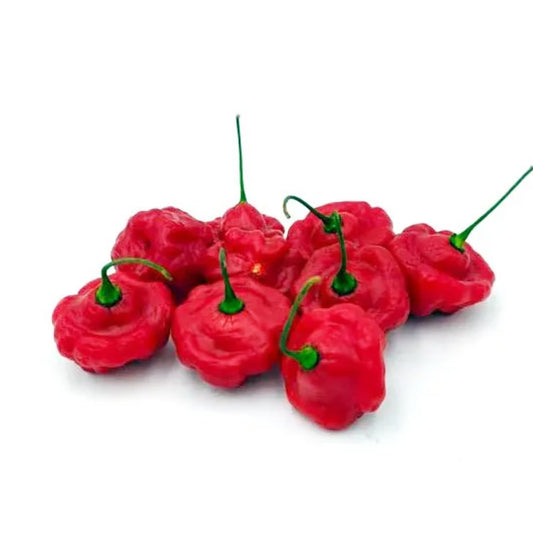 Aji Cachucha Chili-Samen 10 Stk.