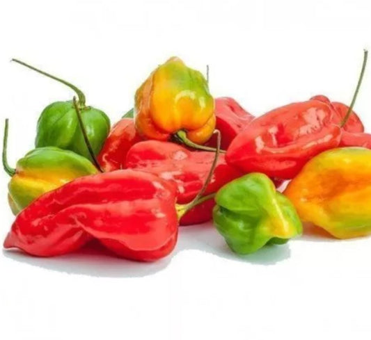 Aji Dulce Chili-Samen 10 Stk.