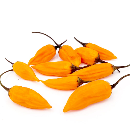 Aji Habanero Chili-Samen 10 Stk.