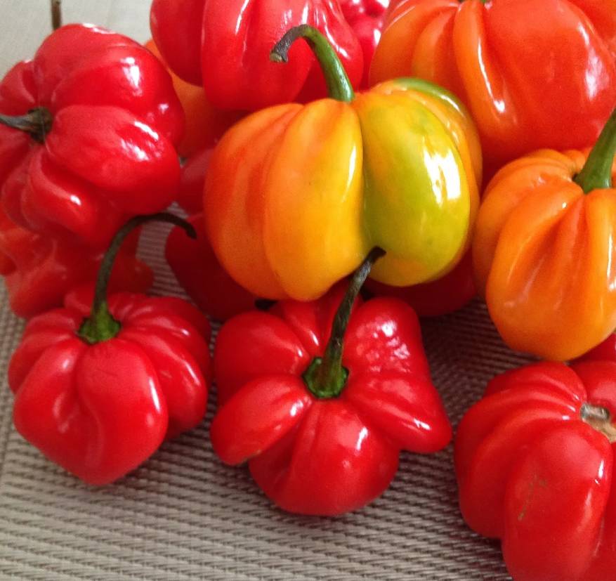 Habanero Caribbean Red Chili-Samen 10 Stk.