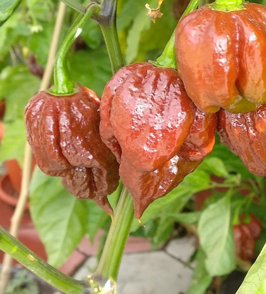 Carolina Reaper Chocolate Chili-Samen 10 Stk.