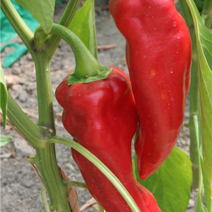 Corno di Toro rosso Chili-Samen 10 Stk.