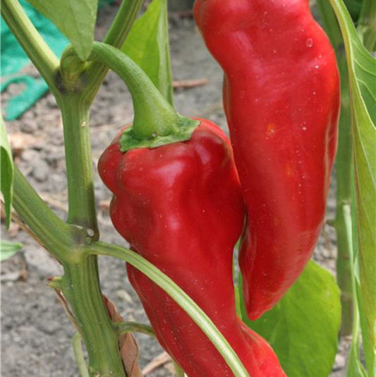 Corno di Toro rosso Chili-Samen 10 Stk.