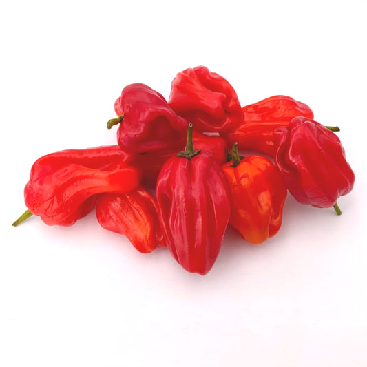 Criollo de cocina Chili-Samen 10 Stk.