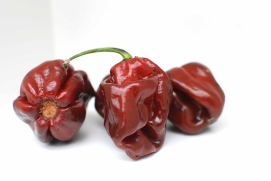 Trinidad Scorpion Chocolate Chili-Samen 10 Stk.