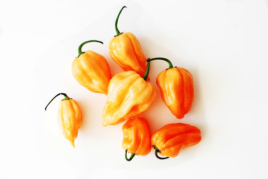 Habanero Tenzinha Orange Chili-Samen 10 Stk.