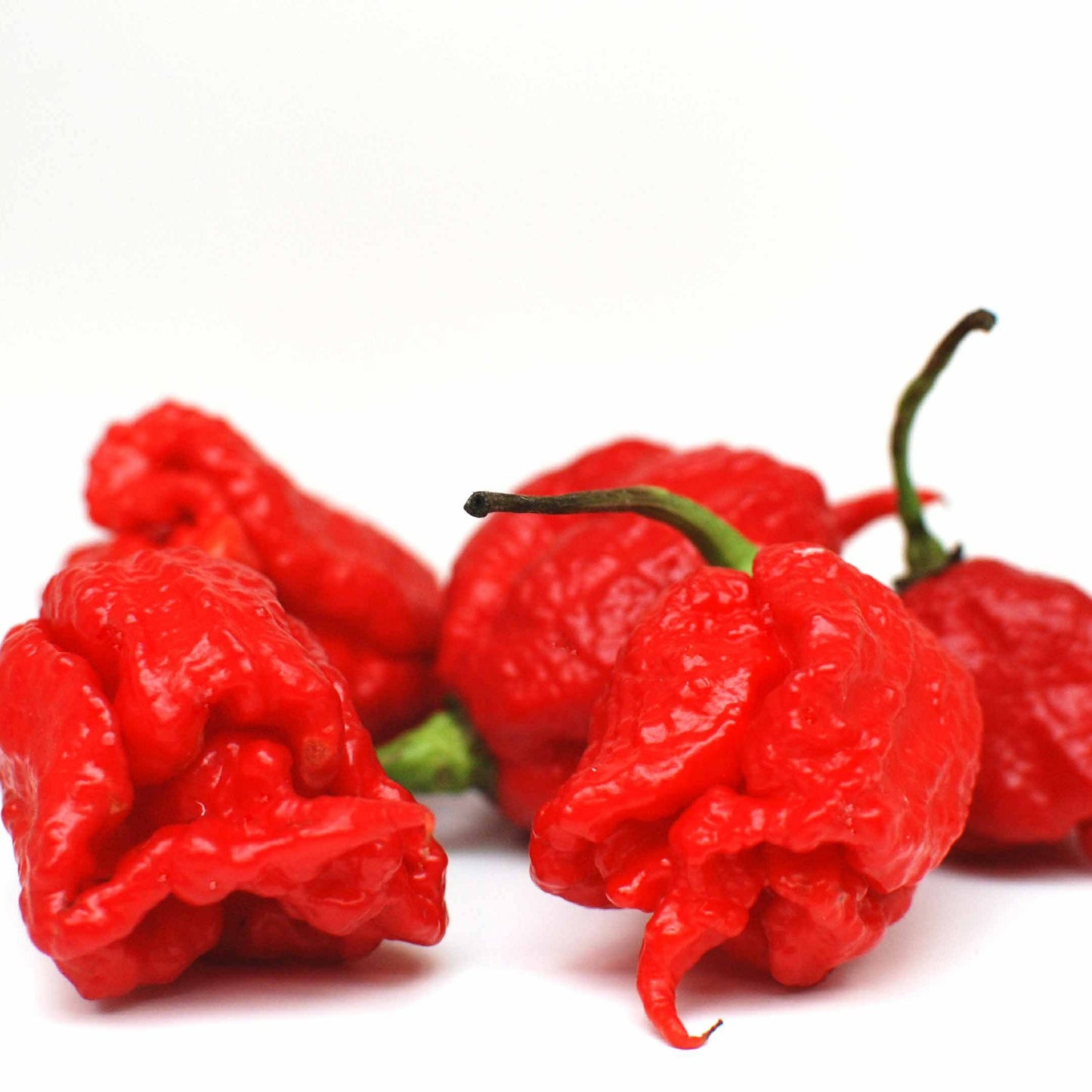Carolina Reaper Rot Chili-Samen 10 Stk.