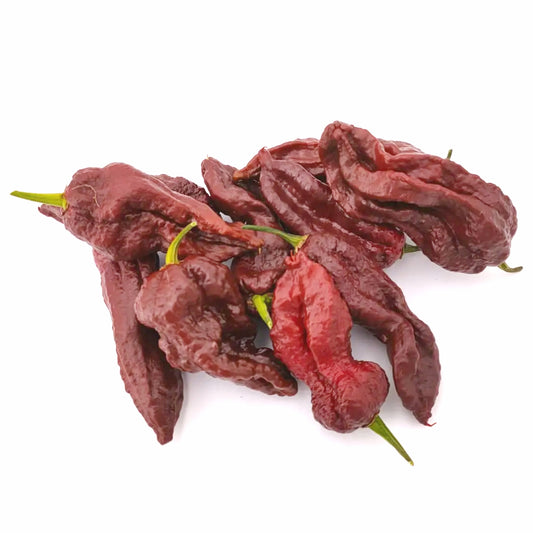 Naga Bhut Jolokia Chocolate Chili-Samen 10 Stk.