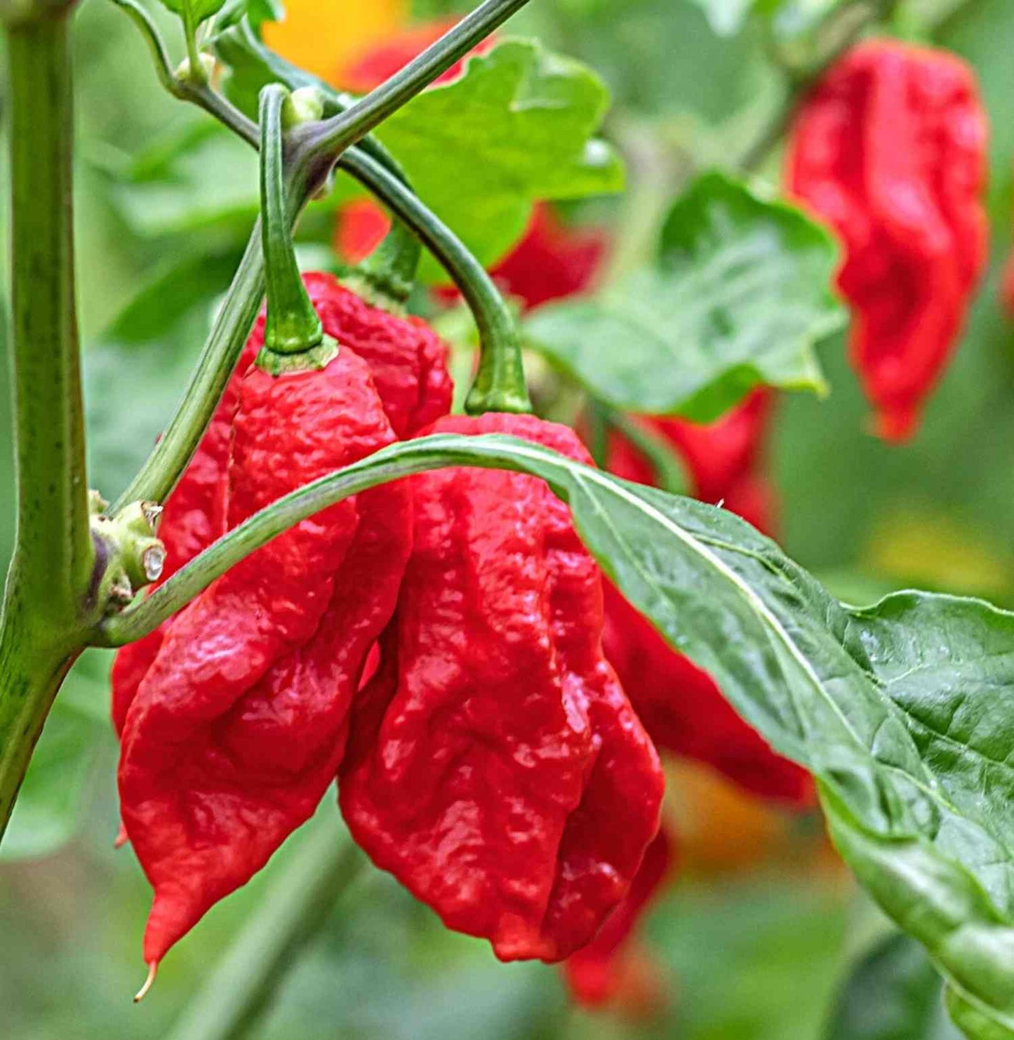 Naga Viper Chili-Samen 10 Stk.
