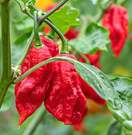Naga Viper Chili-Samen 10 Stk.