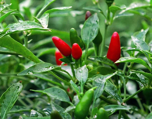 Bird´s Eye Chili-Samen 10 Stk.