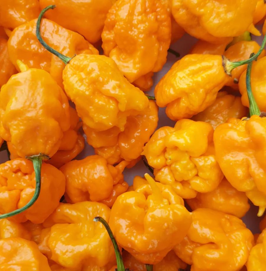 Trinidad Scorpion Moruga Gelb Chili-Samen 10 Stk.